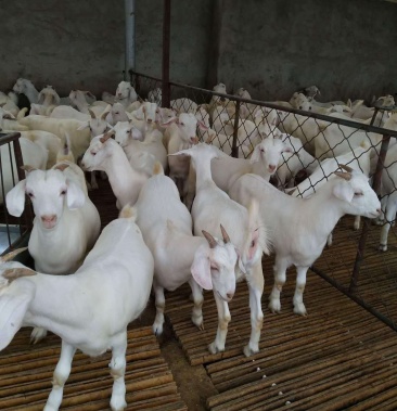 山东省菏泽市郓城县肉羊繁殖场美国白山羊
