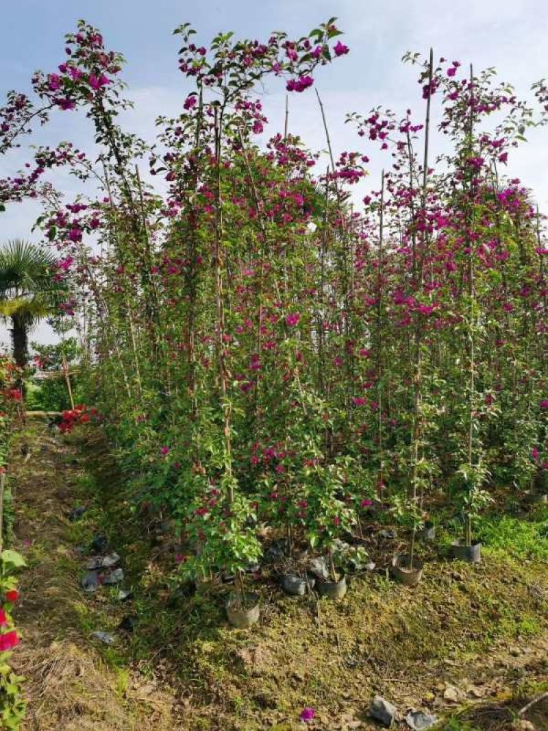 三角梅,四川宜宾三角梅,量大从优可以视频老货