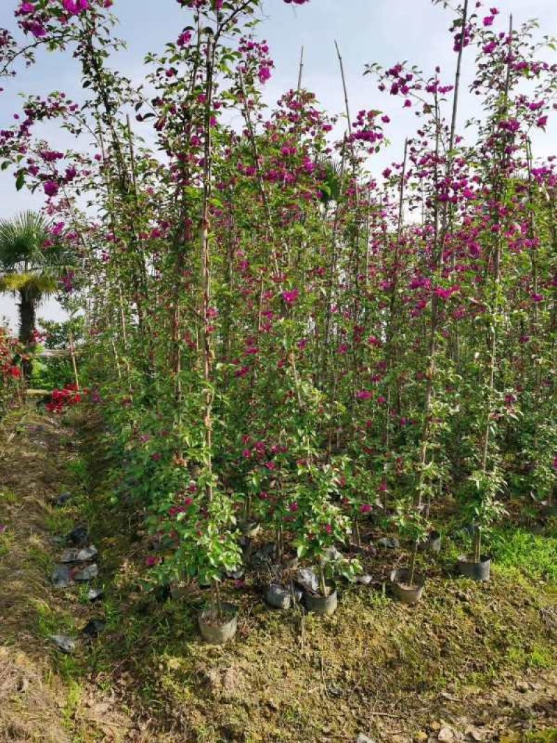 三角梅,四川宜宾三角梅,量大从优可以视频老货