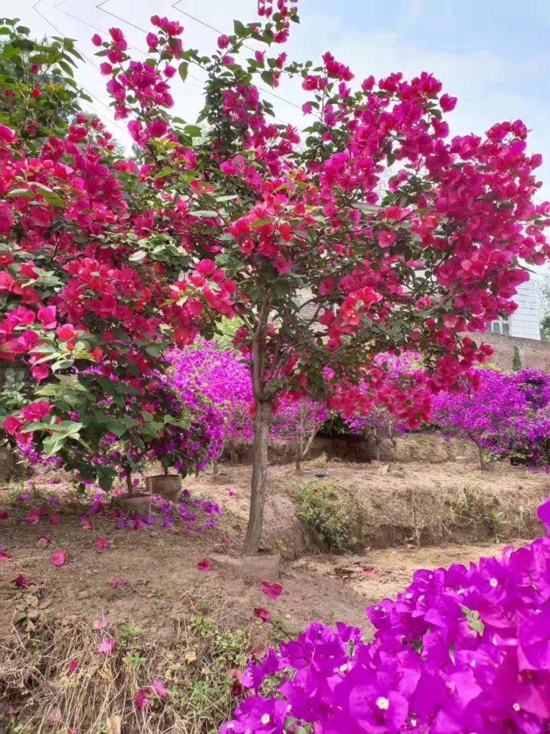 三角梅,四川宜宾三角梅,量大从优可以视频老货