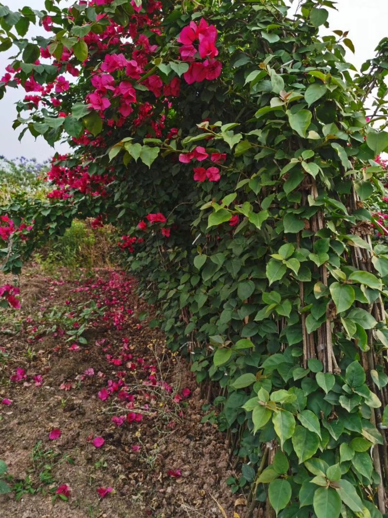 三角梅,四川宜宾三角梅,量大从优可以视频老货