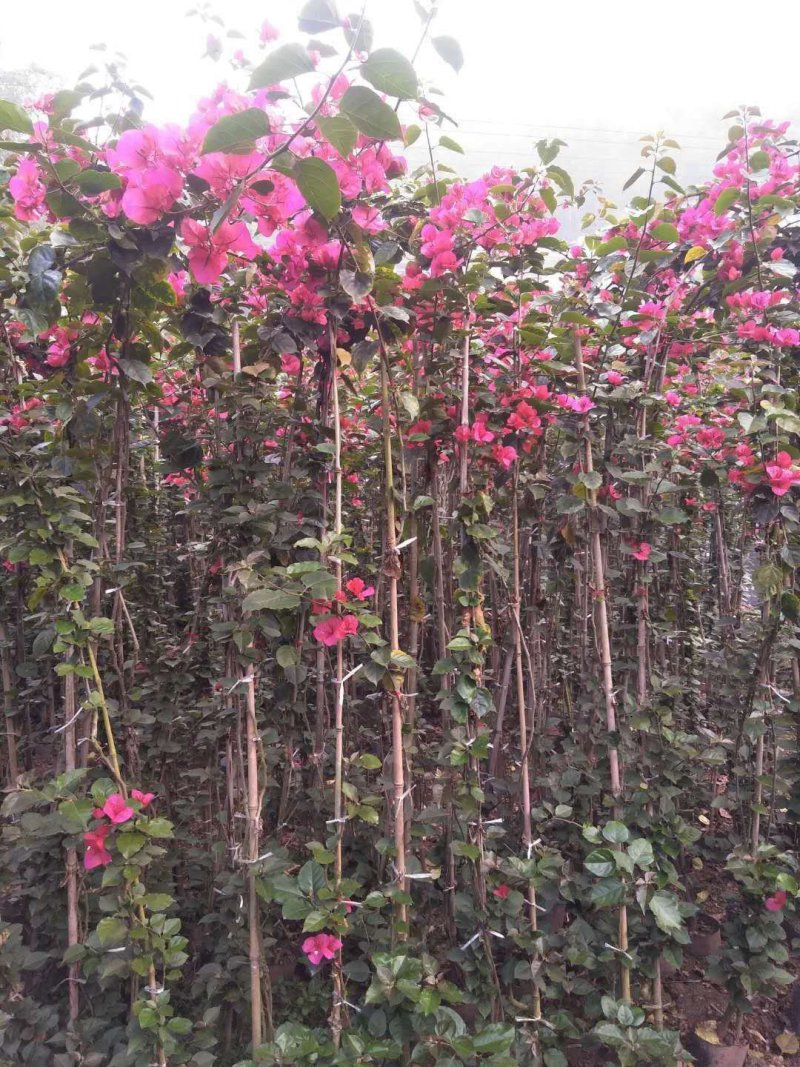 三角梅,四川宜宾三角梅,量大从优可以视频老货