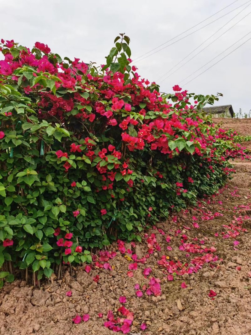 三角梅,四川宜宾三角梅,量大从优可以视频老货