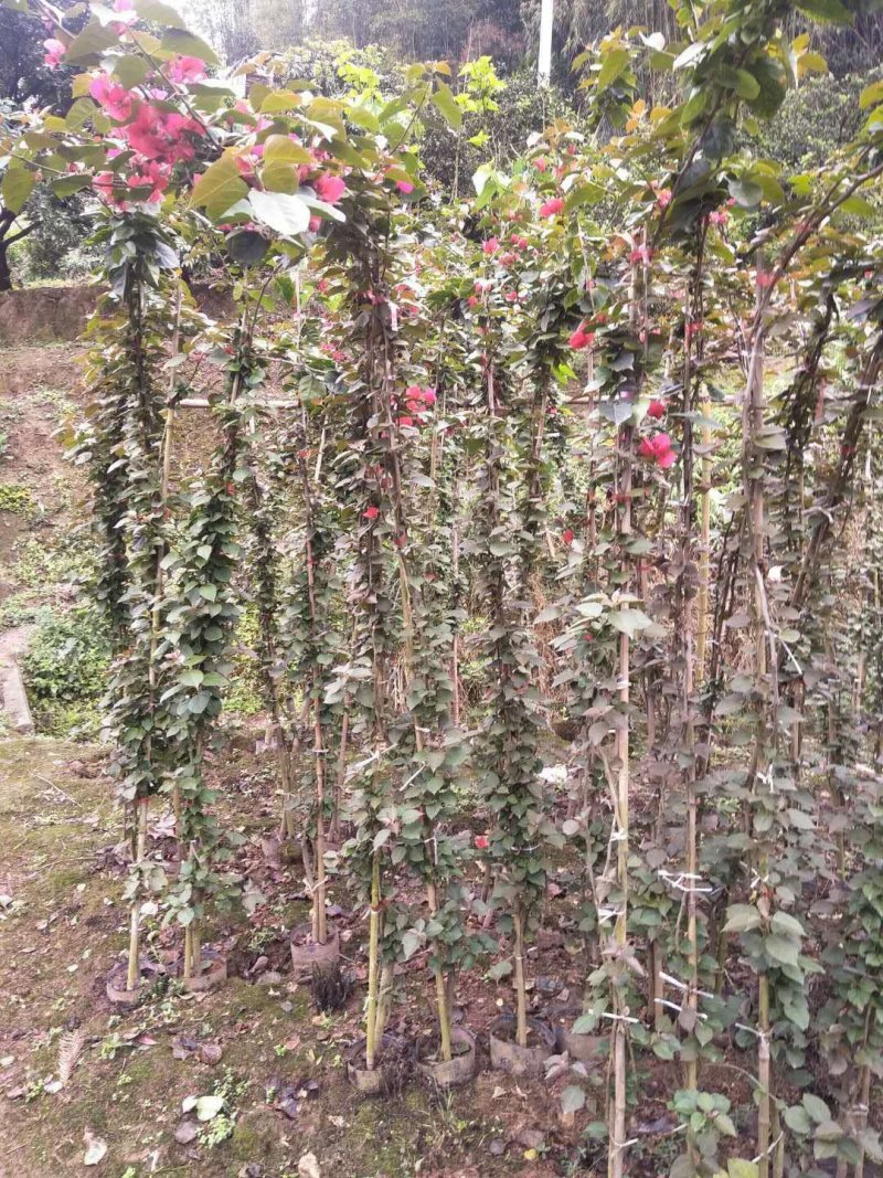 三角梅,四川宜宾三角梅,量大从优可以视频老货