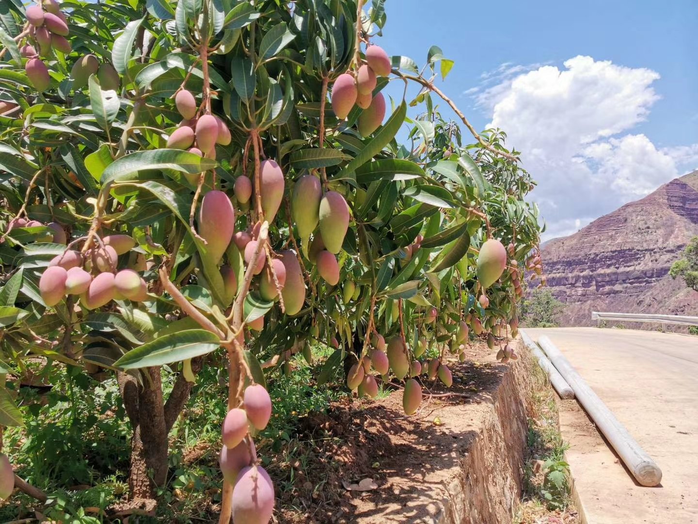 贵妃芒果园实景图
