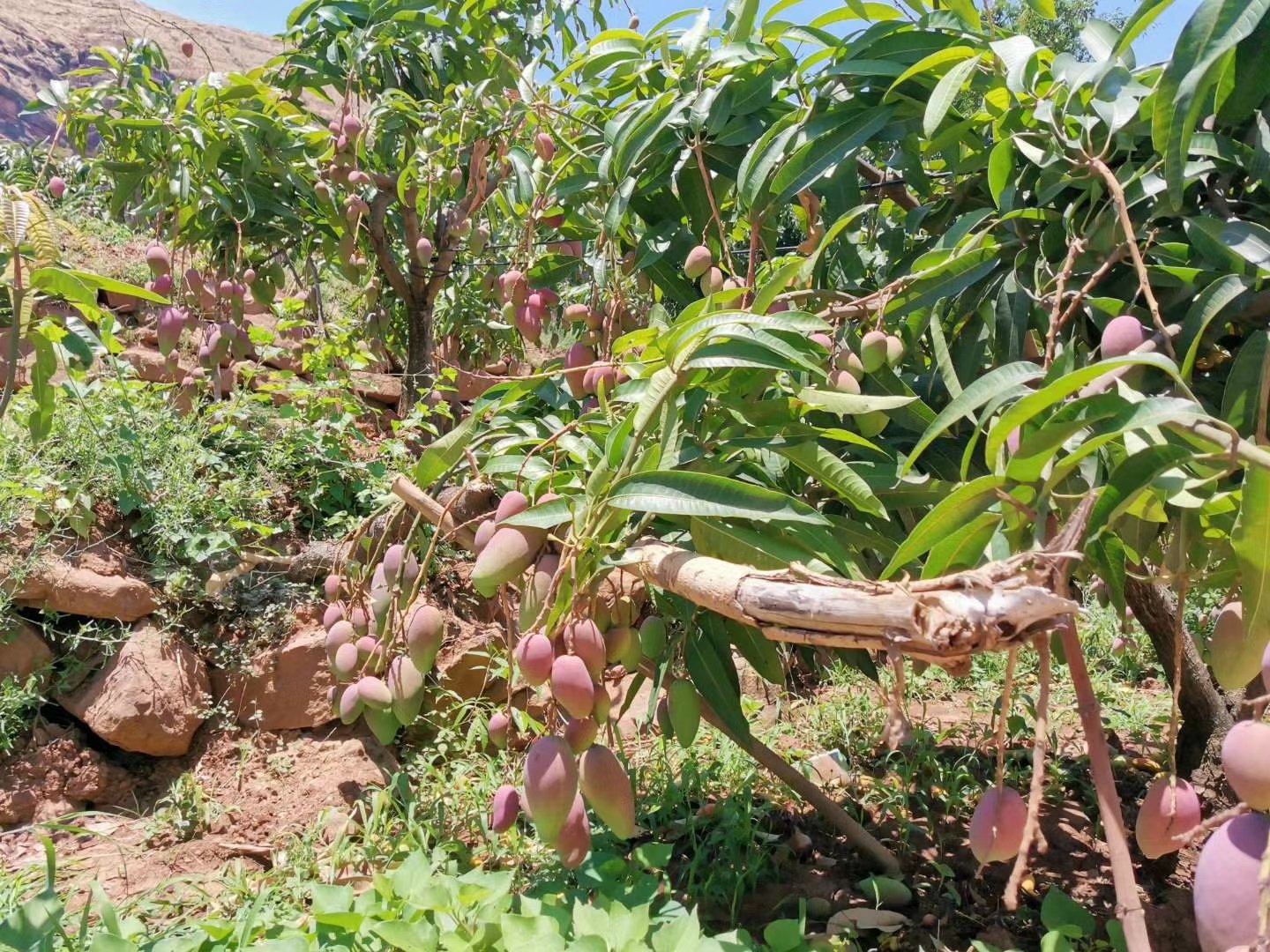 海南贵妃芒果园实景