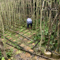蓝花楹、蓝雾树、紫云木、蓝洋楹