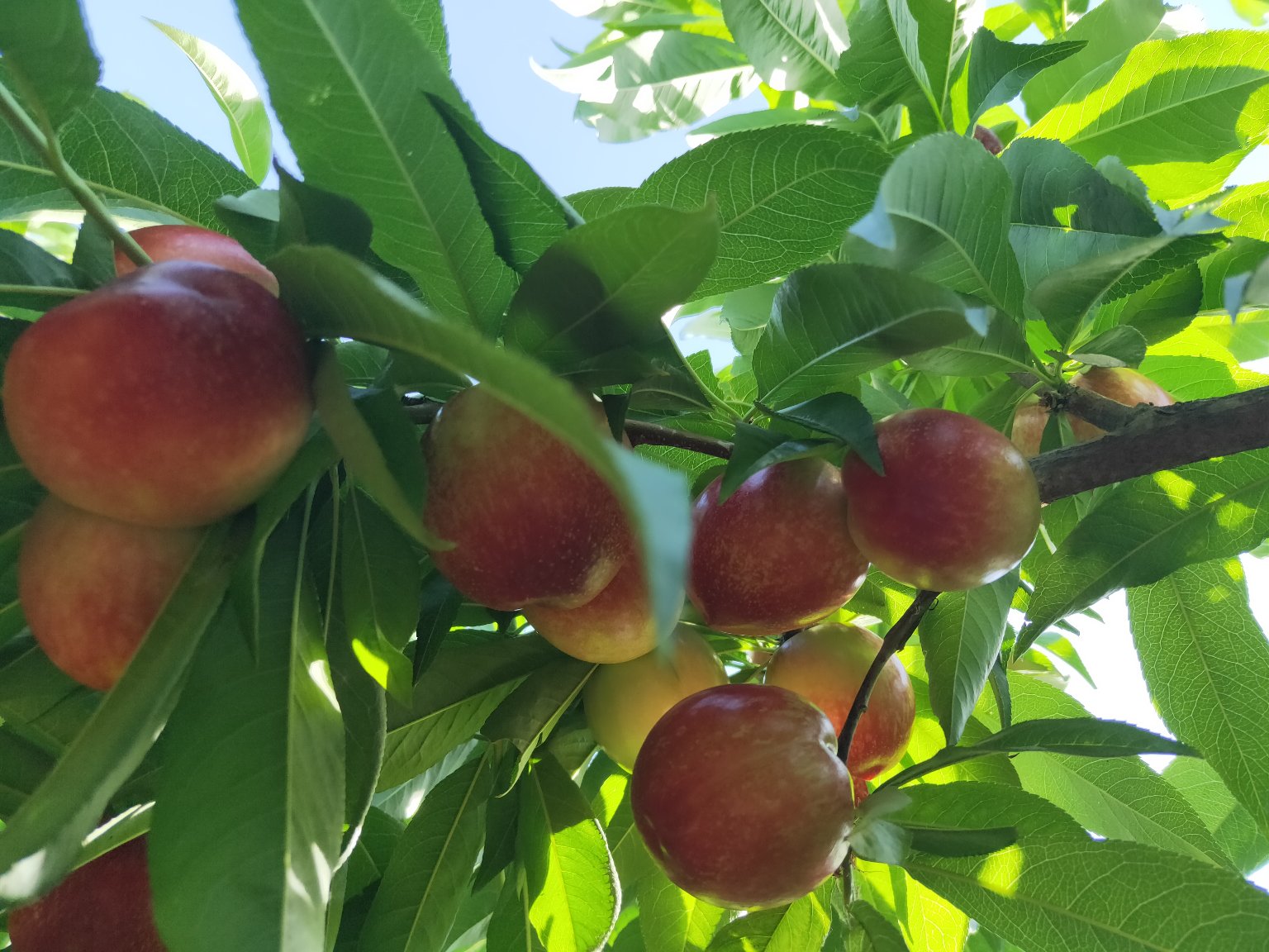 果园中的518油桃树