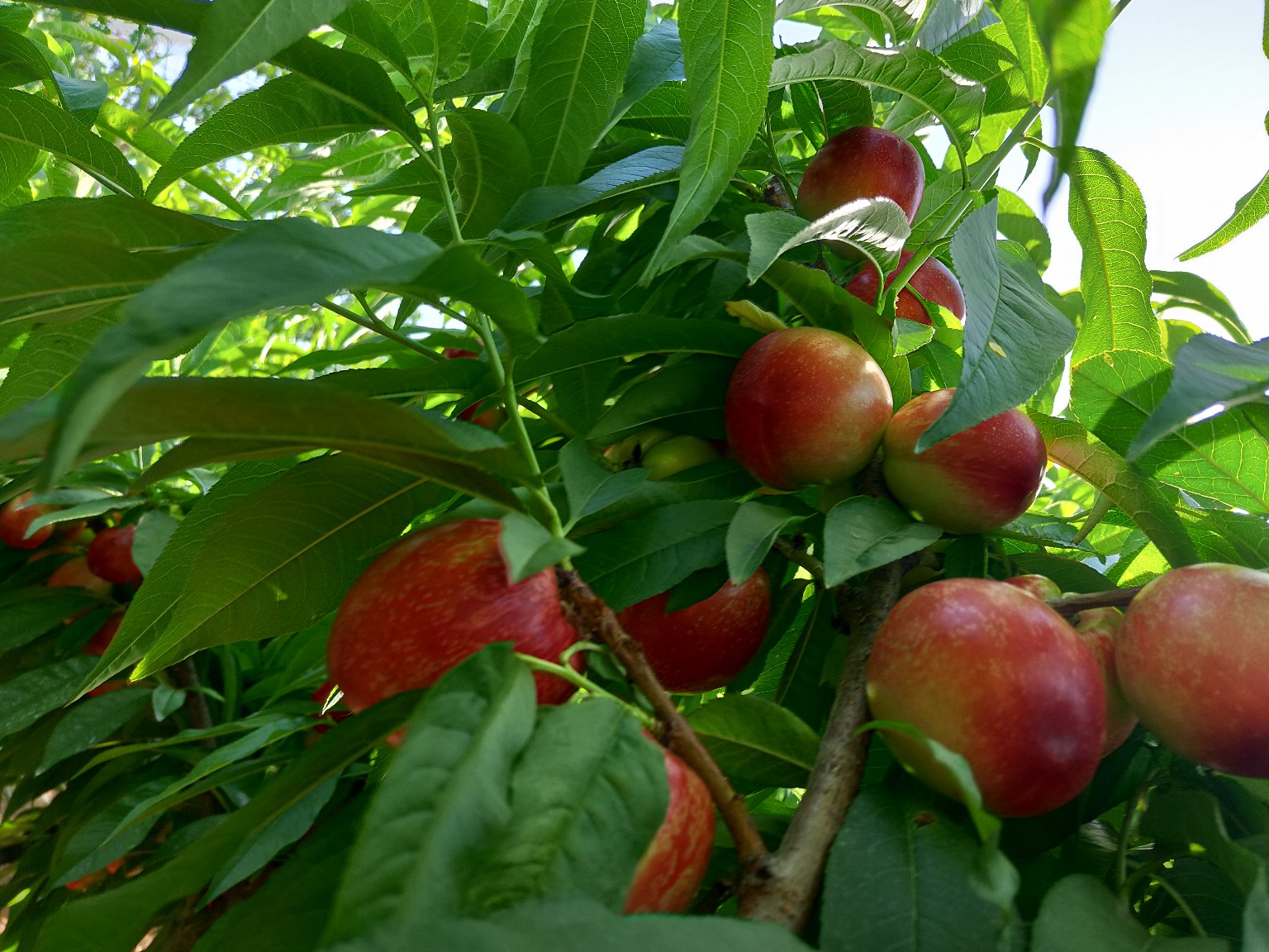 518油桃特写全景图