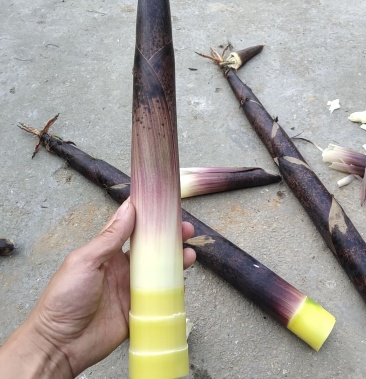 班竹笋新鲜,五月份上市基地直发支持一件代量大价优