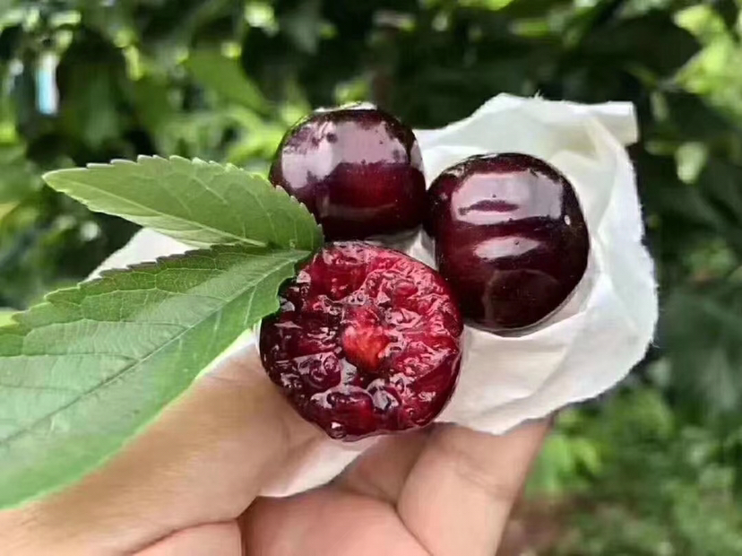 生活化美食摄影:俯拍构图,柔光环境,突出红灯樱桃的鲜亮色泽与晶莹质感;碗中樱桃颗颗分明、水珠未干,体现即食新鲜感;辅料自然摆放,传递‘红灯樱桃怎么样——不止好吃,更易融入日常饮食’的核心信息 红灯樱桃餐桌应用:透明玻璃碗盛放洗净的红灯樱桃,旁边搭配原味酸奶、燕麦片与薄荷叶,展现健康早餐场景;另有一小碟去核樱桃果肉,用于烘焙或酱料制作