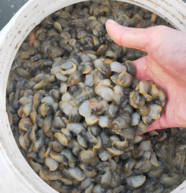 鲜活泥螺大黄泥螺无沙干货