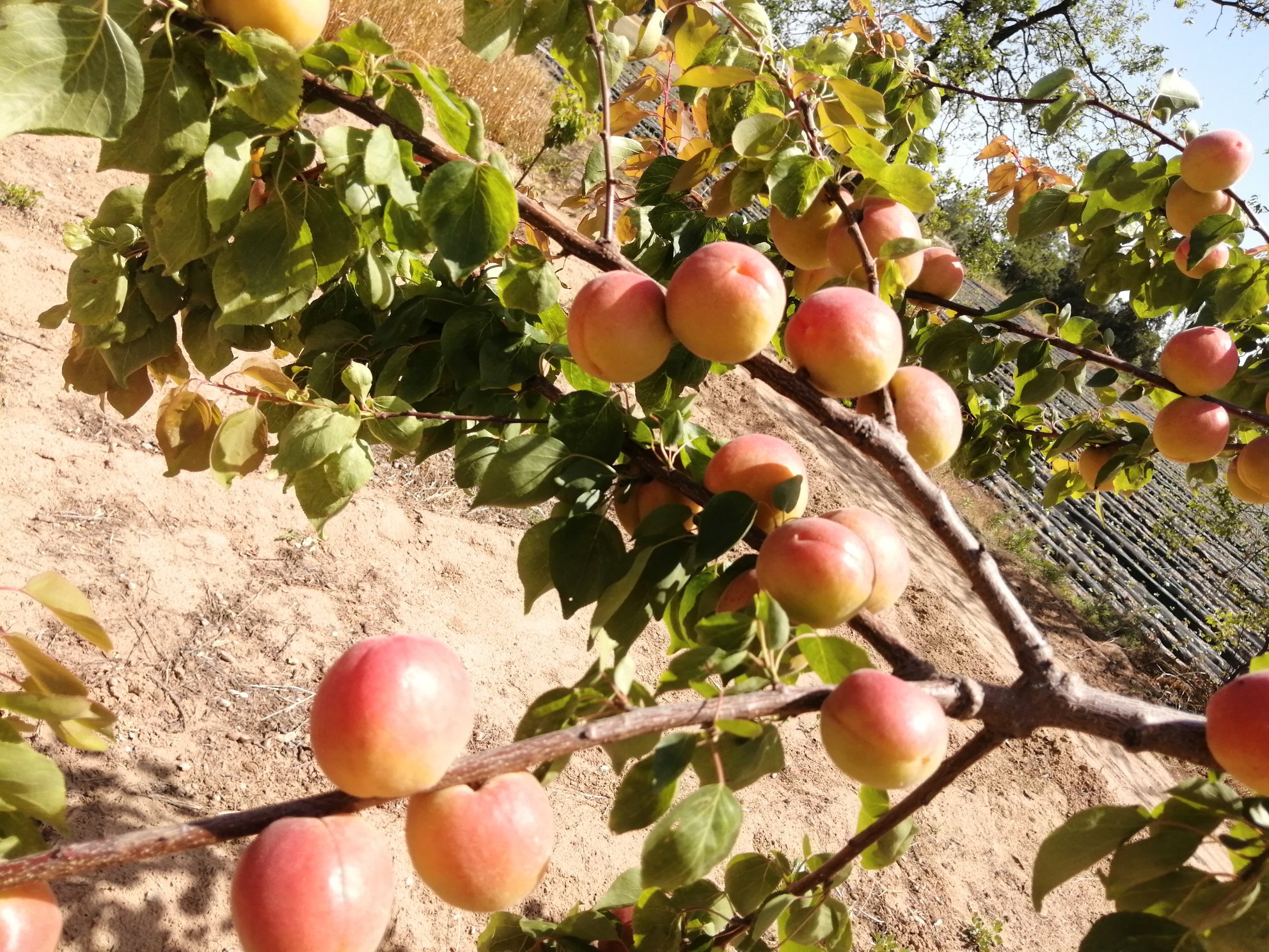 新鲜采摘的杏子摆盘