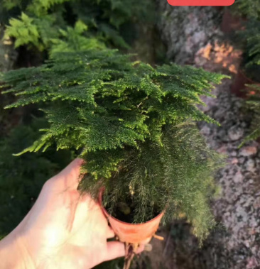 福建铁杆文竹小文竹带盆发货视屏看货质量保证