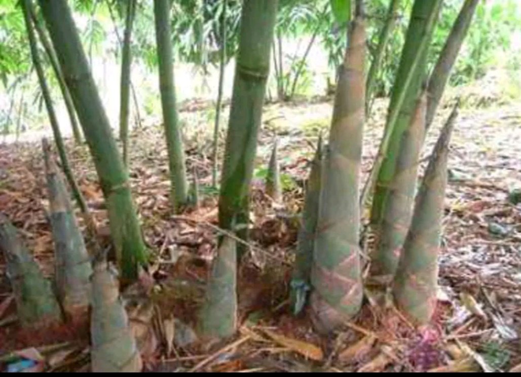 竹笋虫成虫与幼虫对比图