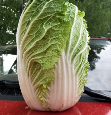 山东新鲜黄心大白菜秋黄义和秋青菜现摘叶菜基地5000吨