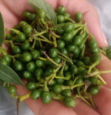 [木姜子批发]云南普洱野生木姜子_鲜货_上市中价格6.00元/斤 - 一亩田