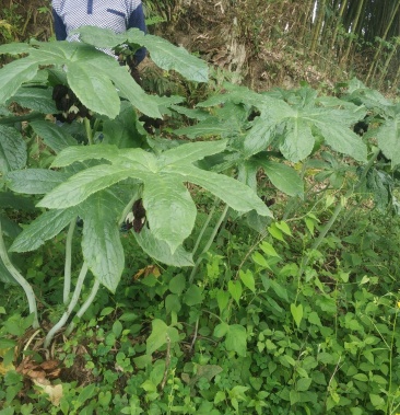 贵州八角莲江边一碗水包邮