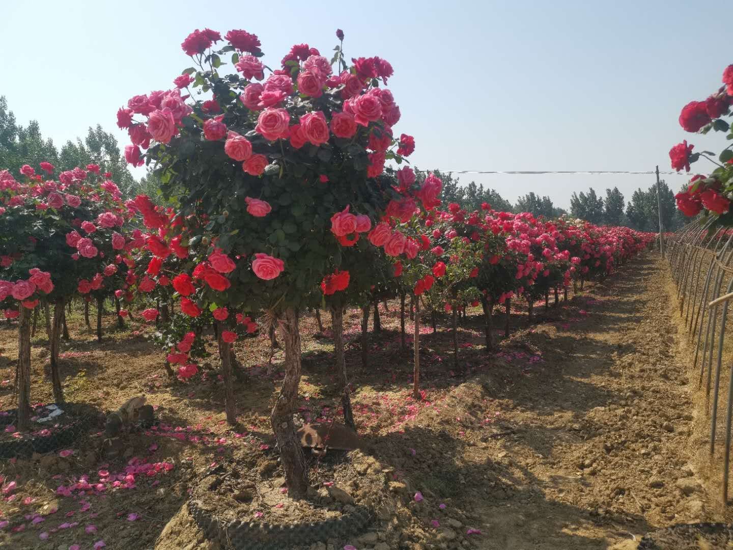 ‘Julia’s Rose’在高端住宅示范区的应用实景：三株成组种植于浅咖色陶罐，与蓝冰柏、银叶菊构成冷调花境，花球饱满圆润，花色与建筑外立面暖灰石材形成高级对比
