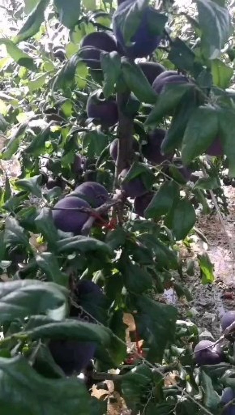 黑布林李子也叫黑霸李子黑霸王李子