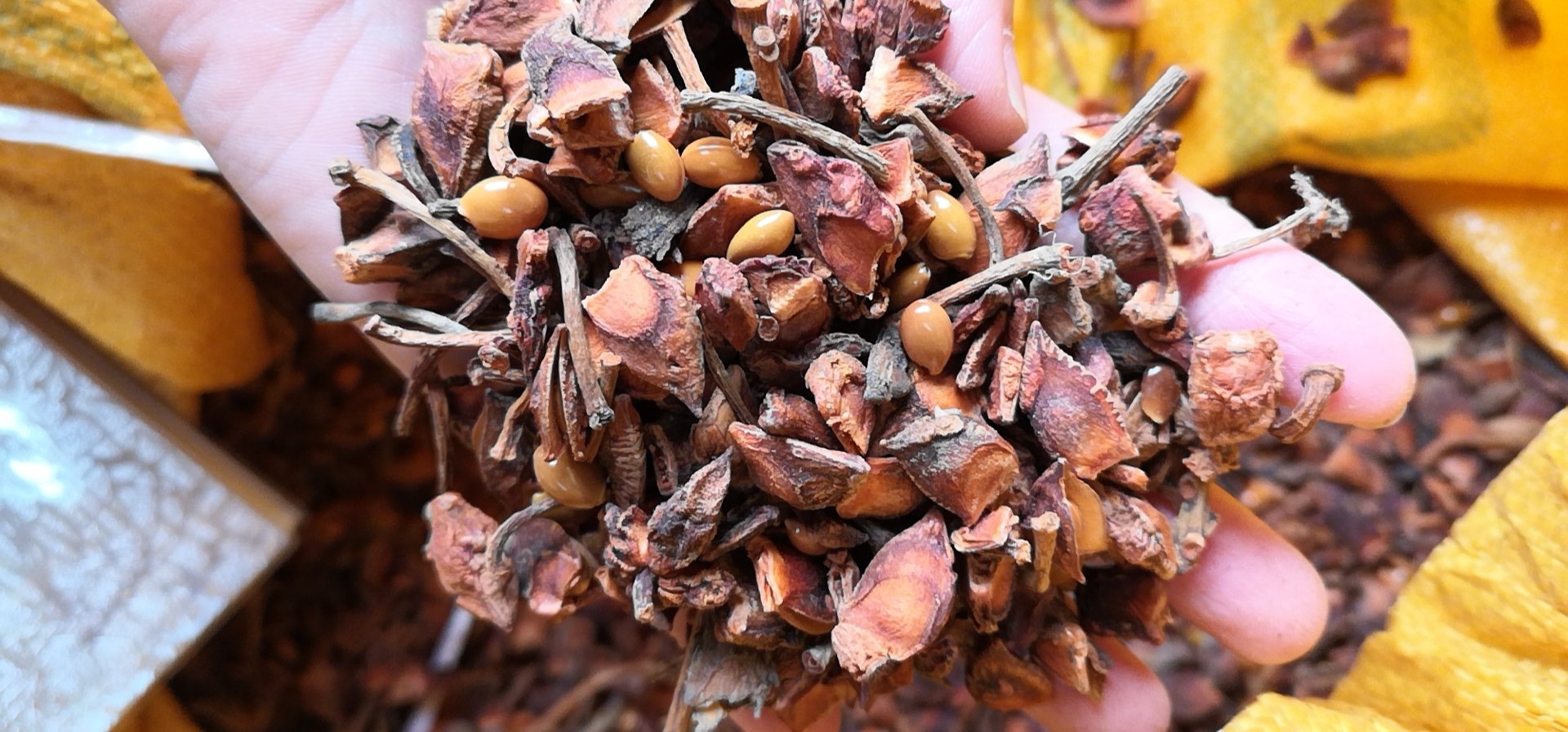 一簇完整的干燥八角茴香果实,呈深褐色星形结构,表面有明显棱角和纹理,背景为木质砧板,旁边配有切开的八角剖面,展示内部种子结构 八角茴香实物图