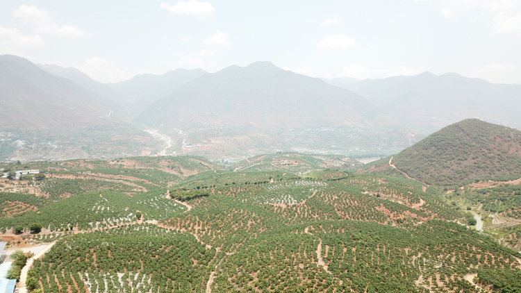 无人机航拍视角下的凯特芒果园,整齐排列的果树覆盖山坡,绿叶间挂满紫红色的成熟凯特芒;阳光洒落在果园上,地面干燥疏松,远处可见山区地形和蓝天白云,体现良好的自然生态环境 四川攀枝花凯特芒果园航拍场景