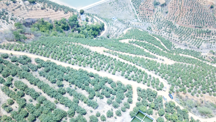 身着防晒服的农户在云南潞江坝果园中手工采摘成熟的鹰嘴芒果,使用专用剪刀剪下带果柄果实,篮中果实饱满金黄,背景可见梯田式种植布局和远处山地地形 采摘工人在果园中采摘鹰嘴芒果