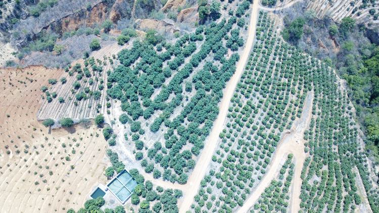 鹰嘴芒果树挂满果实的果园实景