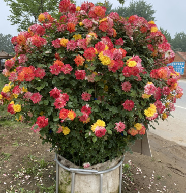 [薔薇花批發]月季花球薔薇花苗爬藤月季藤本月季進口歐洲月季花苗價格