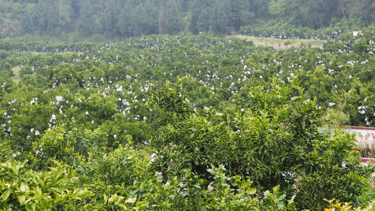 青见柑桔与沃柑主要产地分布图