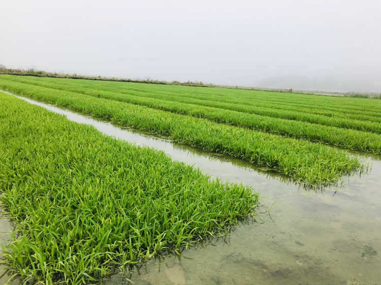 图片说明:图中展示了一片被野稻侵袭的稻田,野稻与水稻交错生长,影响了整体作物健康 野稻与水稻混生的稻田