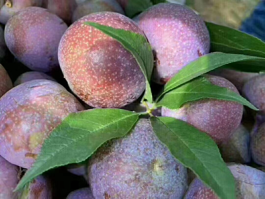刚采摘的茂名三华李子特写展示果皮光泽与果粉分布