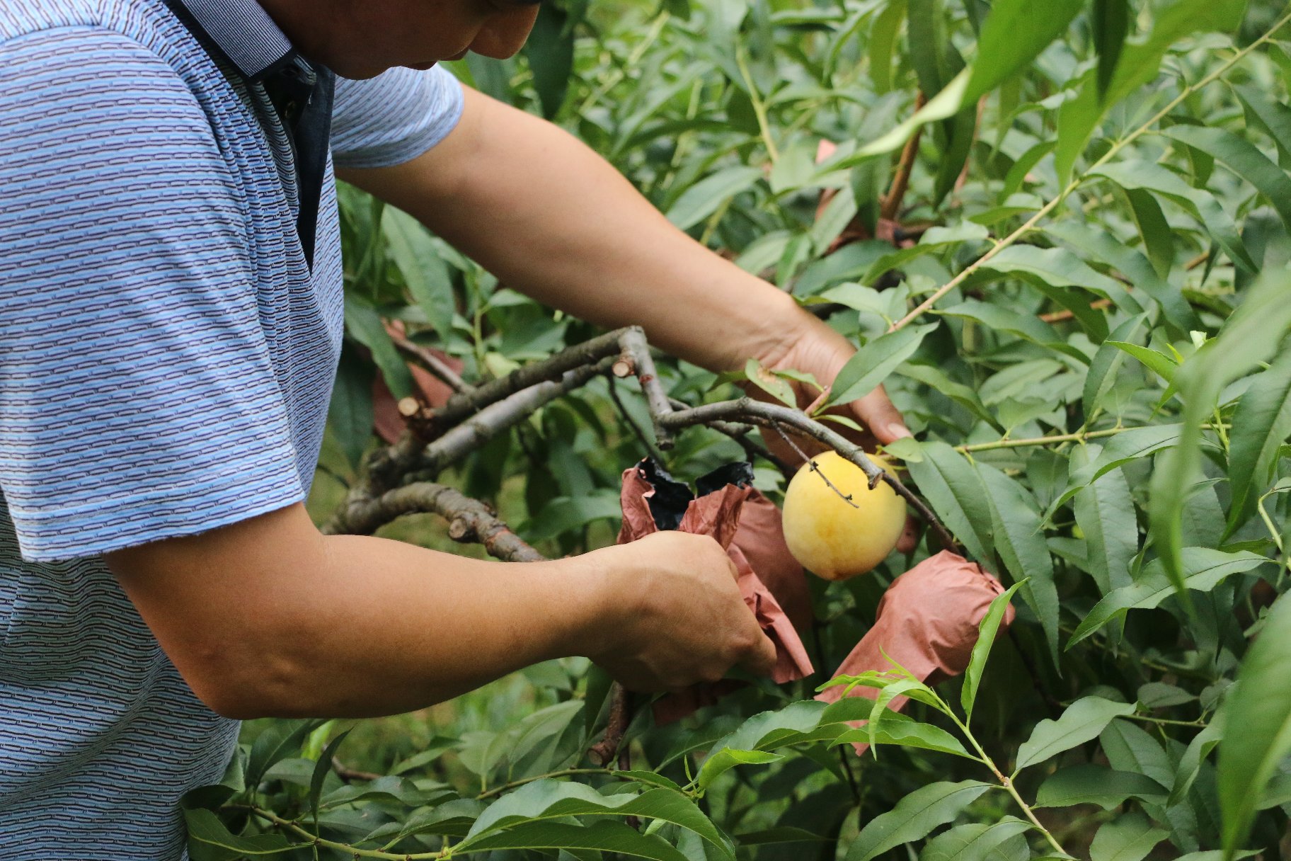 炎陵黄桃果园采摘季