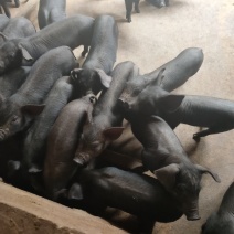 黑猪苗批发价格黑猪批发基地山东临沂日照黑猪仔养殖基地