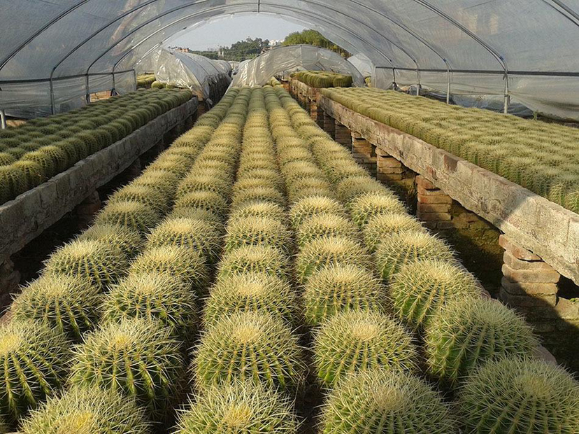 金虎仙人球 福建金虎仙人球基地 大量批发