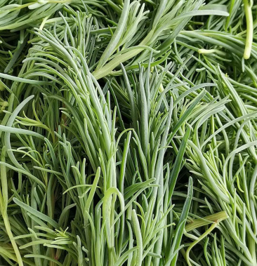 黄须菜产地直供寿光蔬菜基地直发