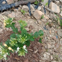 金银花树形苗