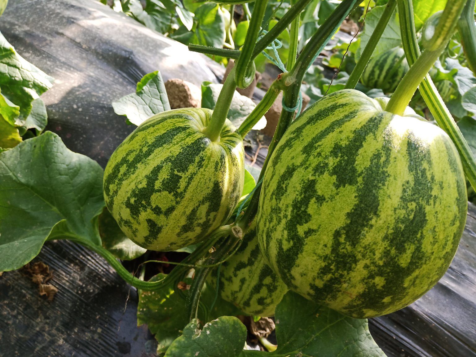 花蕊甜瓜开花特写