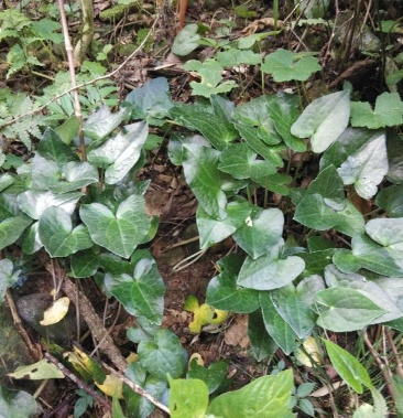 马蹄细辛.纯野生产品,量大量小都可以.