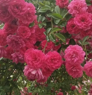 [木香花批发]甜蜜红木香花苗四季红色盆栽带花爬藤植物浓香吸味绿植好