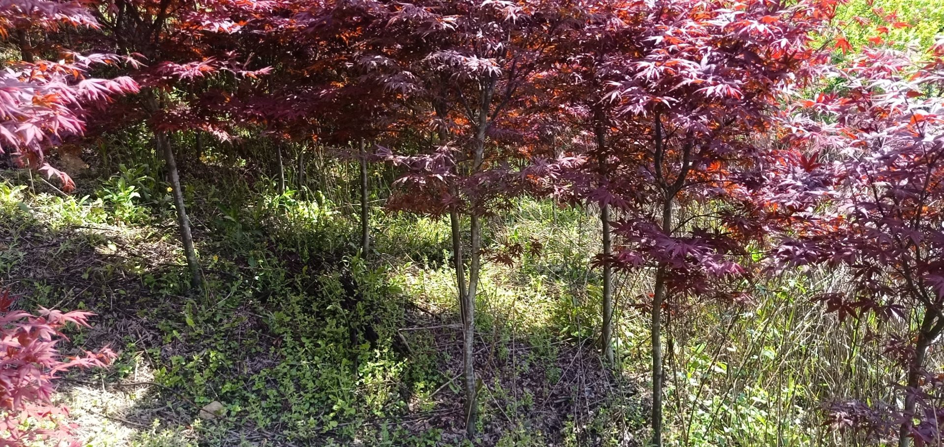 四季红枫苗整体树形展示