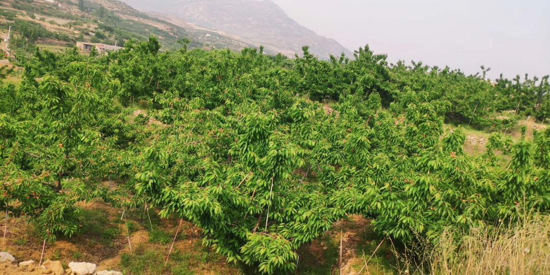 红灯樱桃果园实景图