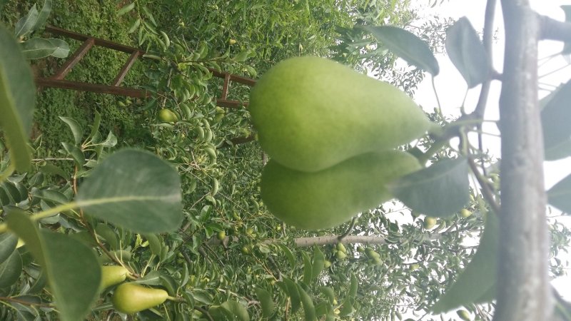 大头梨 河南大头梨 三门峡大量早熟基地供应