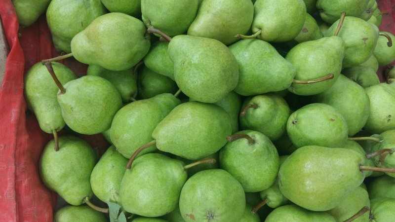 大头梨 河南大头梨 三门峡大量早熟基地供应