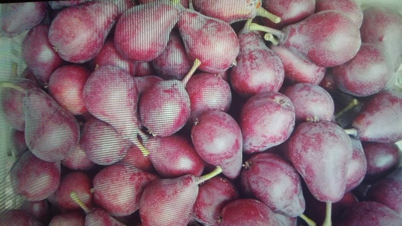 大头梨 河南大头梨 三门峡大量早熟基地供应