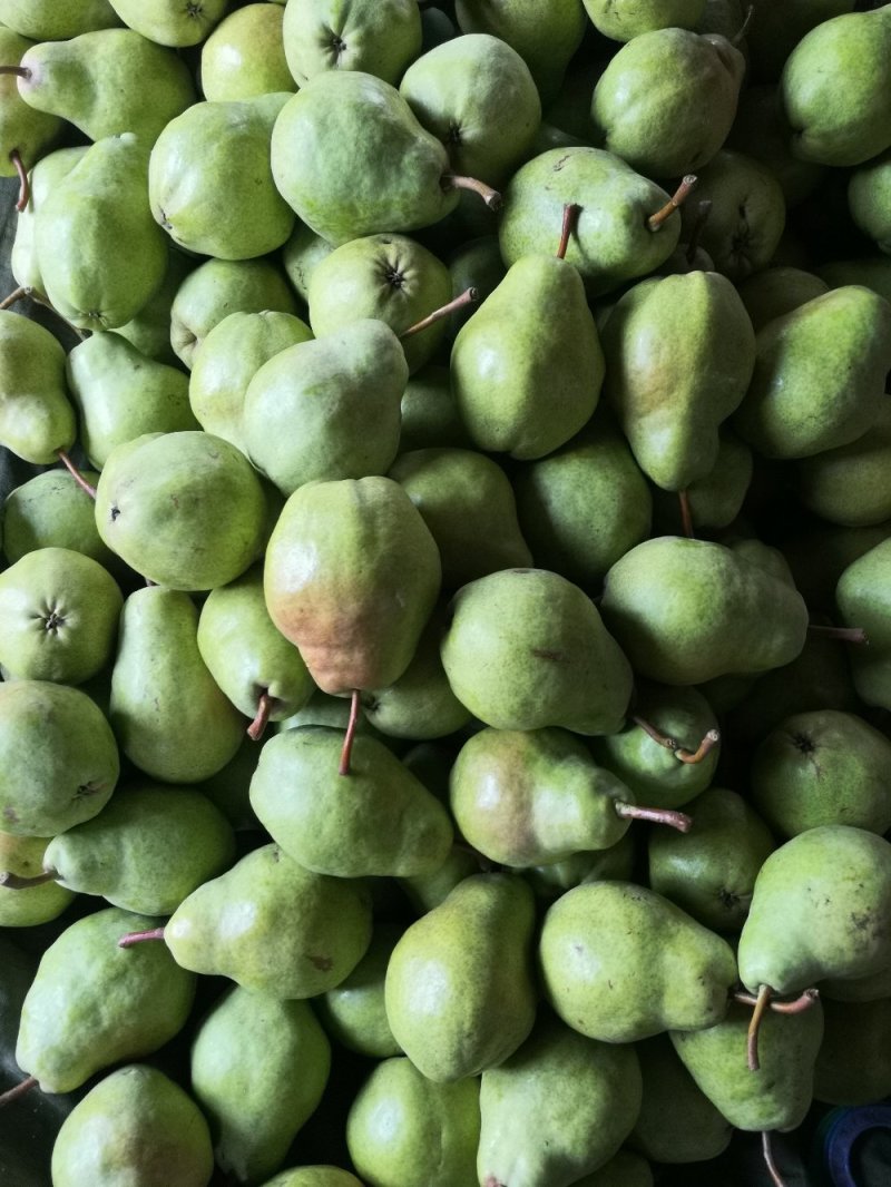 大头梨 河南大头梨 三门峡大量早熟基地供应