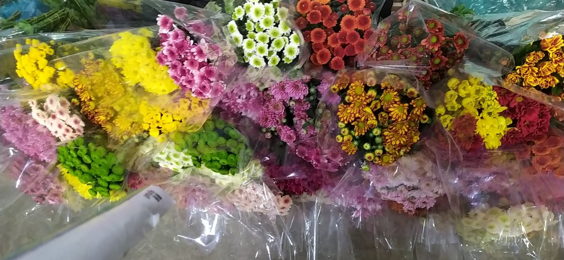 短九雏菊用于花艺装饰的场景