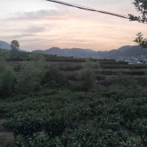 紫阳茶叶富硒茶