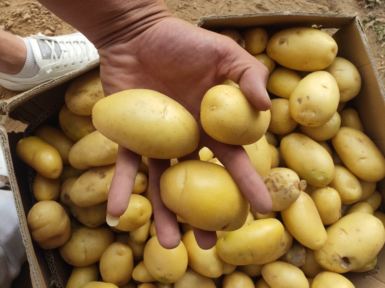 一组储存在纸箱中的土豆,旁边放有苹果,背景为厨房储物架 土豆正确储存方法