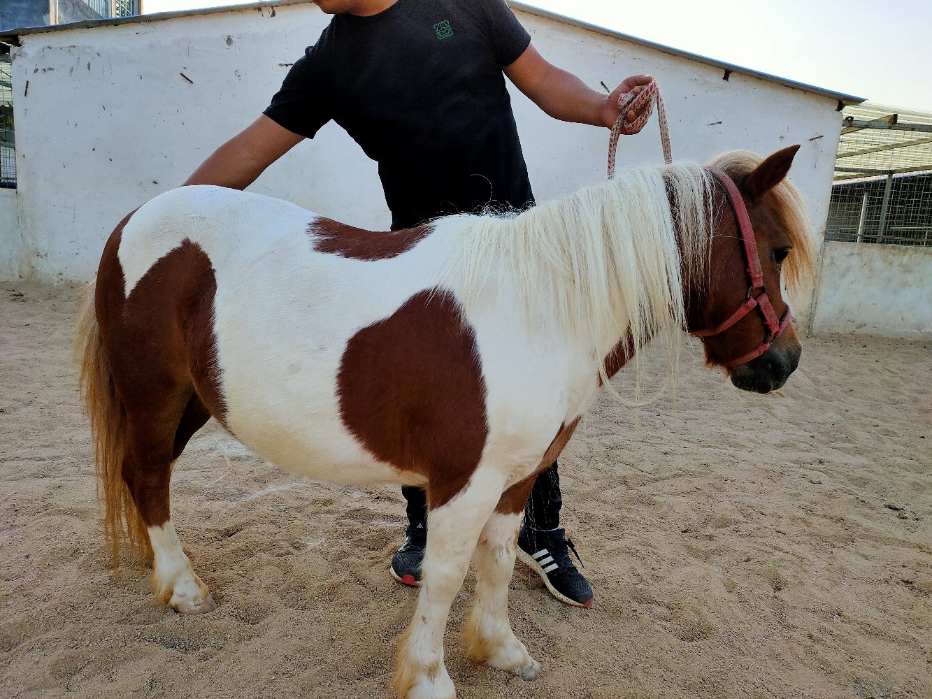 德保矮马在专业训练场接受指令训练